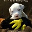 Small Photo #47 Dogo Argentino Puppy For Sale in PINEVILLE, MO, USA