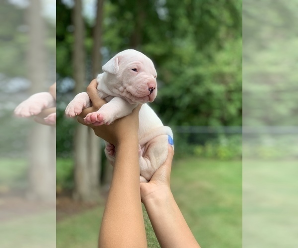 Medium Photo #9 Dogo Argentino Puppy For Sale in INKSTER, MI, USA