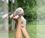 Small Photo #9 Dogo Argentino Puppy For Sale in INKSTER, MI, USA