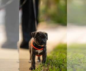Gunner - Male Mutt Dog for Adoption - Photo #5
