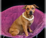 Sage - Female Chihuahua-Unknown Mix Dog for Adoption - Small photo