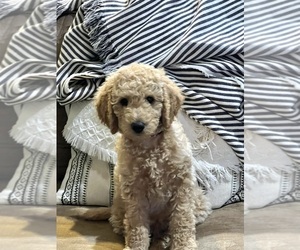 Goldendoodle-Poodle (Standard) Mix Puppy for sale in BELLEVILLE, IL, USA