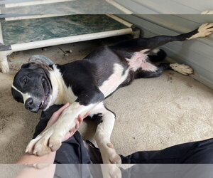 Pearl - Female Saint Bernard-Unknown Mix Dog for Adoption - Photo #2