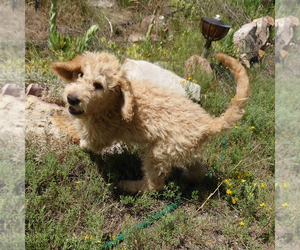 Goldendoodle Puppy for sale in PEYTON, CO, USA
