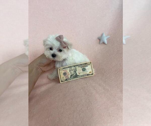 Medium Photo #17 Maltese Puppy For Sale in WINTER PARK, FL, USA