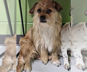 Shih Tzu Dogs for adoption in Temple, TX, USA