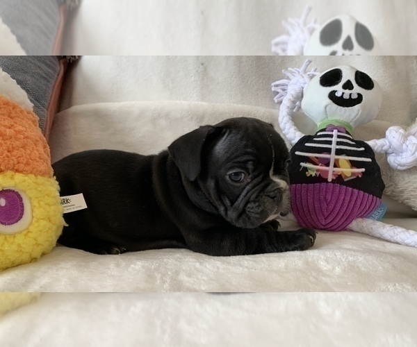 Medium Photo #6 French Bulldog Puppy For Sale in JOHNS ISLAND, SC, USA
