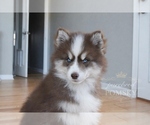 Image preview for Ad Listing. Nickname: Hopper Pomsky