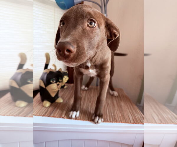 Medium Photo #3 Labrador Retriever-Unknown Mix Puppy For Sale in Des Moines, IA, USA