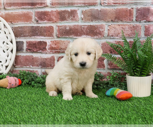English Cream Golden Retriever Puppy for sale in SYRACUSE, IN, USA