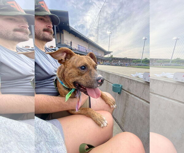 Medium Photo #1 Mutt Puppy For Sale in Greensboro, NC, USA