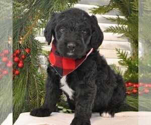 Bernedoodle-Poodle (Standard) Mix Puppy for sale in GREENCASTLE, PA, USA