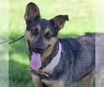 BRIGETTE - Female Texas Heeler-Unknown Mix Dog for Adoption - Small photo