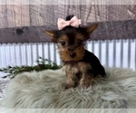 Small #5 Yorkshire Terrier