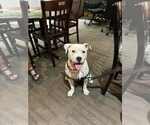 Small #15 American Pit Bull Terrier Mix