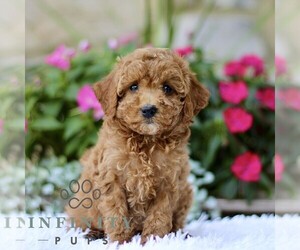 Poodle (Toy) Puppy for sale in BIRD IN HAND, PA, USA