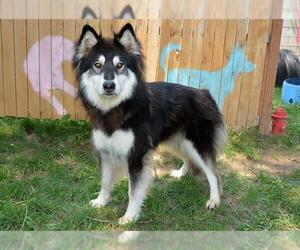 Alusky Dogs for adoption in West Valley, UT, USA