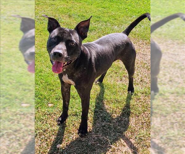 Medium Photo #1 American Pit Bull Terrier-Unknown Mix Puppy For Sale in Grovetown, GA, USA