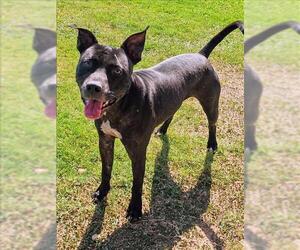 American Pit Bull Terrier-Unknown Mix Dogs for adoption in Grovetown, GA, USA