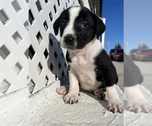 American Foxhound-Pointer Mix Puppy for sale in HANOVER, PA, USA