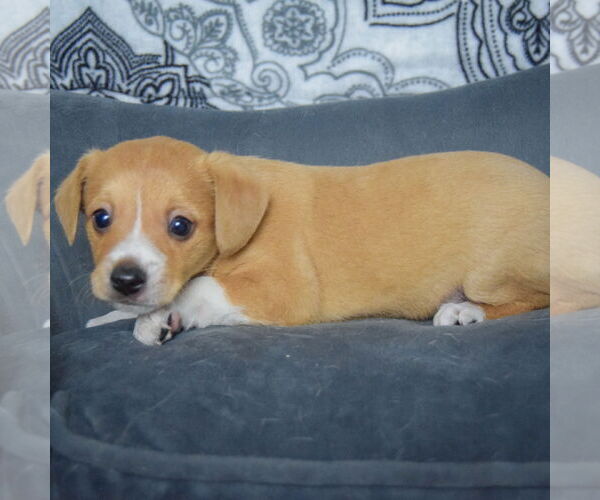 Medium Photo #3 Chiweenie Puppy For Sale in Huntley, IL, USA
