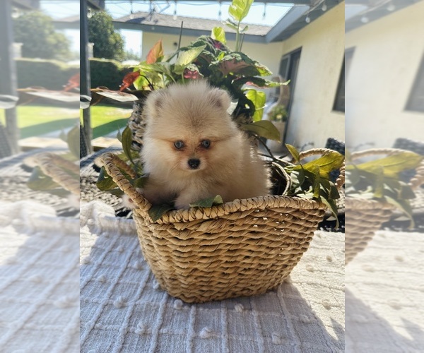 Medium Photo #1 Pomeranian Puppy For Sale in BAKERSFIELD, CA, USA