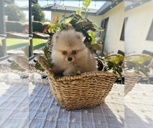 Pomeranian Puppy for sale in BAKERSFIELD, CA, USA