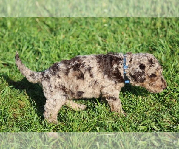 Medium Photo #34 Goldendoodle Puppy For Sale in HOWARD CITY, MI, USA