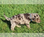 Small #4 Goldendoodle