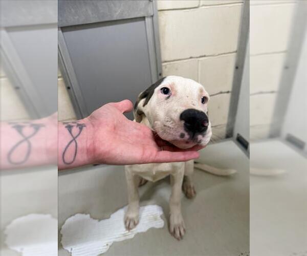 Medium Photo #1 Labrador Retriever-Unknown Mix Puppy For Sale in Mobile, AL, USA