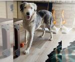 Small Australian Shepherd