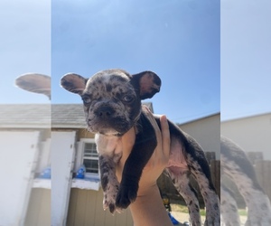 French Bulldog Puppy for sale in SAN DIEGO, CA, USA