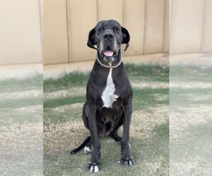 Great Dane Dogs for adoption in PIPE CREEK, TX, USA