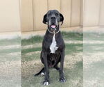 Small Great Dane