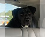 Small #1 Boxer Mix