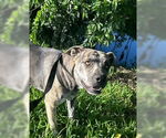 Small #4 Catahoula Leopard Dog Mix