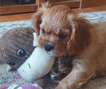 Small Photo #13 Cavalier King Charles Spaniel Puppy For Sale in BELVIDERE, IL, USA