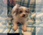 Small Shih Tzu Mix
