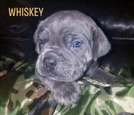 Cane Corso Puppy for sale in PLACERVILLE, CA, USA