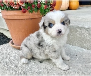 Australian Shepherd Puppy for sale in LODA, IL, USA