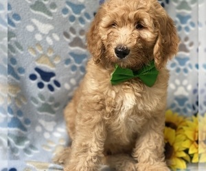 Goldendoodle (Miniature) Puppy for sale in LANCASTER, PA, USA