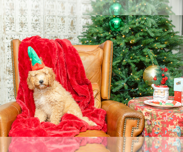 Medium Photo #9 Goldendoodle (Miniature) Puppy For Sale in LITTLE ROCK, AR, USA