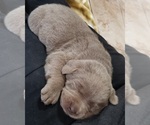 Small Photo #23 Labrador Retriever Puppy For Sale in OLYMPIA, WA, USA
