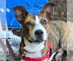 Small #8 Basenji Mix