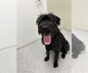 - Mix Dogs for adoption in Lancaster, PA, USA