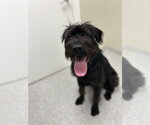 Nyx - Female - Mix Dog for Adoption - Small photo