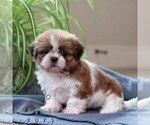 Small #2 Shih Tzu
