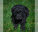 Small #5 YorkiePoo