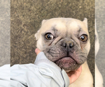 Small Photo #22 French Bulldog Puppy For Sale in TACOMA, WA, USA