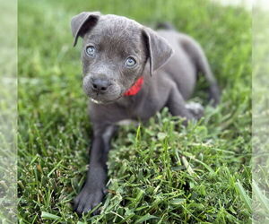 Medium Mutt